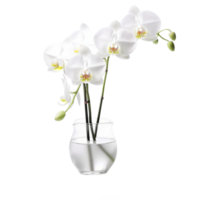 orquídea flor aislado en antecedentes con generativo ai png