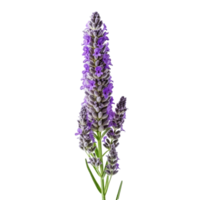 Lavender flower isolated on background with Generative AI png