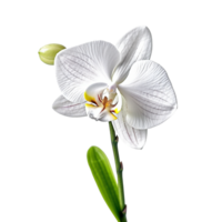 Orchid flower isolated on background with Generative AI png