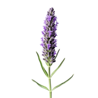 Lavender flower isolated on background with Generative AI png