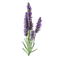 Lavender flower isolated on background with Generative AI png