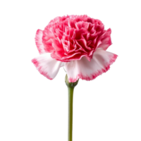 Carnation flower isolated on background with Generative AI png