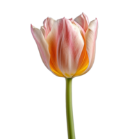 tulipa flor isolado em fundo com generativo ai png