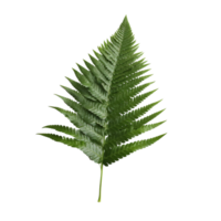 Fern Leaf isolated on background with Generative AI png