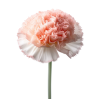 Carnation flower isolated on background with Generative AI png