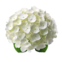 Hydrangea flower isolated on background with Generative AI png