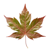 Japanese Maple Leaf isolated on background with Generative AI png