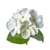 Hydrangea flower isolated on background with Generative AI png