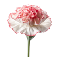 Carnation flower isolated on background with Generative AI png