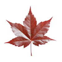 Japanese Maple Leaf isolated on background with Generative AI png