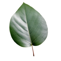 Eukalyptus Blatt isoliert auf Hintergrund mit generativ ai png