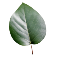 eucalyptus feuille isolé sur Contexte avec génératif ai png