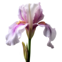 Iris flower isolated on background with Generative AI png