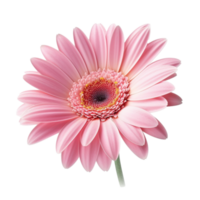 Gerbera Daisy flower isolated on background with Generative AI png