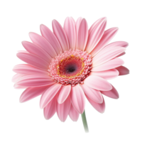 Gerbera Daisy flower isolated on background with Generative AI png