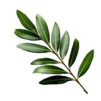 Olive Leaf isolated on background with Generative AI png