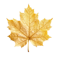 Maple Leaf isolated on background with Generative AI png