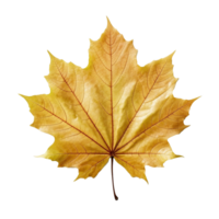 Maple Leaf isolated on background with Generative AI png