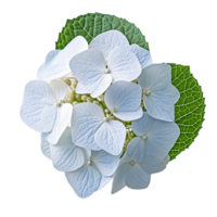 Hydrangea flower isolated on background with png