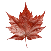 Japanese Maple Leaf isolated on background with Generative AI png