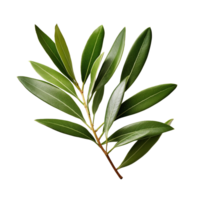 Olive Leaf isolated on background with Generative AI png