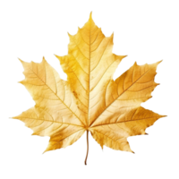 Maple Leaf isolated on background with Generative AI png