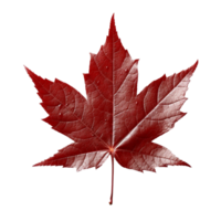 Japanese Maple Leaf isolated on background with Generative AI png