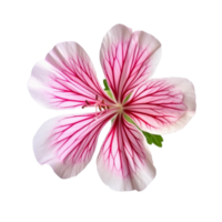 Geranium flower isolated on background with Generative AI png