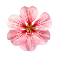 Geranium flower isolated on background with Generative AI png