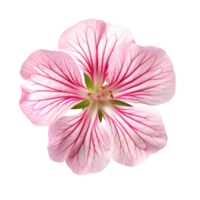 Geranium flower isolated on background with png