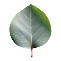 Eucalyptus Leaf isolated on background with Generative AI png