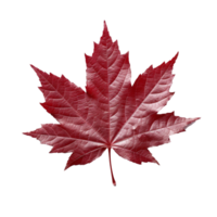 Japanese Maple Leaf isolated on background with Generative AI png