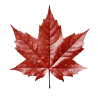 Japanese Maple Leaf isolated on background with Generative AI png