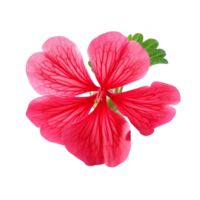 Geranium flower isolated on background with Generative AI png