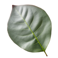 eucalipto folha isolado em fundo com generativo ai png