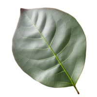 eucalyptus feuille isolé sur Contexte avec génératif ai png