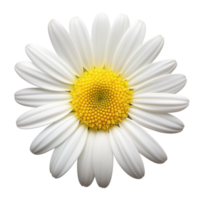 Daisy flower isolated on background with Generative AI png