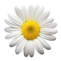 Daisy flower isolated on background with Generative AI png