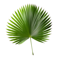 Palma folha isolado em fundo com generativo ai png