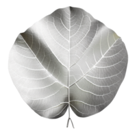 Silver Dollar Eucalyptus Leaf isolated on background with Generative AI png