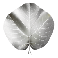 Silver Dollar Eucalyptus Leaf isolated on background with png