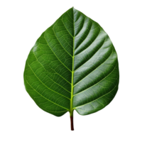 Fiddle Leaf Fig Leaf isolated on background with Generative AI png