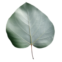 eukalyptus blad isolerat på bakgrund med generativ ai png