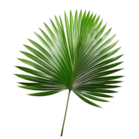 palm blad geïsoleerd Aan achtergrond met generatief ai png