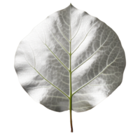 zilver dollar eucalyptus blad geïsoleerd Aan achtergrond met generatief ai png