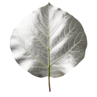 Silver Dollar Eucalyptus Leaf isolated on background with Generative AI png