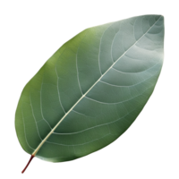 Eucalyptus Leaf isolated on background with Generative AI png