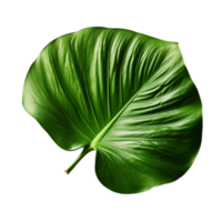 Monstera Leaf isolated on background with Generative AI png