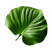 monstera folha isolado em fundo com generativo ai png