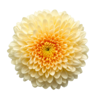 Chrysanthemum flower isolated on background with Generative AI png